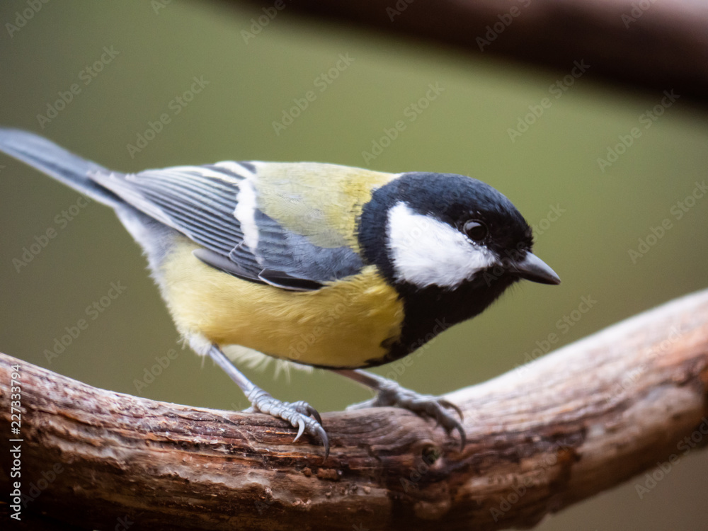 Naklejka premium Meise