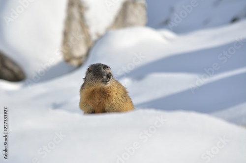 Alpine Marmot, Dolomites, Italy © remus20