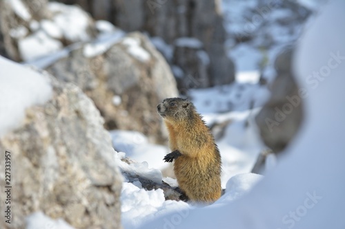 Alpine Marmot, Dolomites, Italy