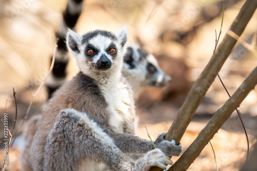 Lemur, Ring-tailed lemur in trees and nature. Madagascar animals wildlife, wild animal in Madagascar. Holiday tour in Andasibe, Isalo, Masoala, Marojejy National parks.