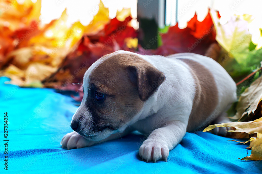 puppy Jack Russell in autumn leaves