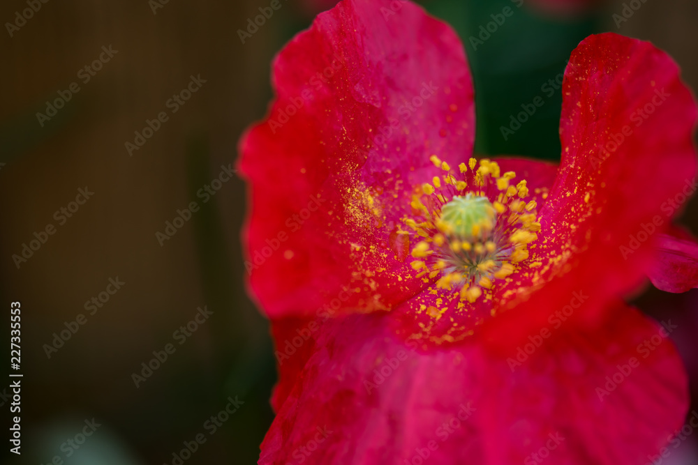 Red flower close-up on a green background. Pink flower Red flower close-up on a green background. Pink flower