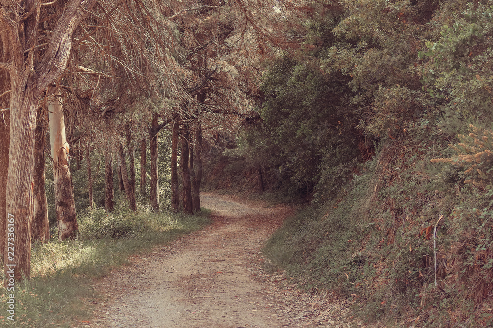 Obraz premium Caminho