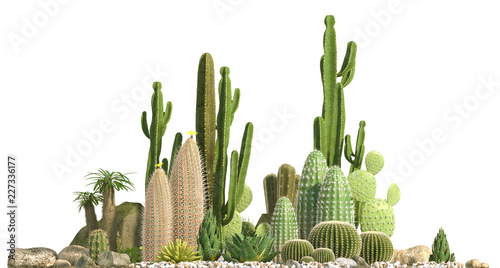 Decorative composition composed of groups of different species of cacti, aloe and succulent plants isolated on white background. Front view. 3D rendering.