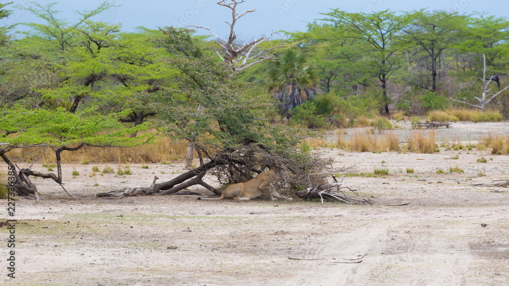 Tanzania. Lion in Selous park