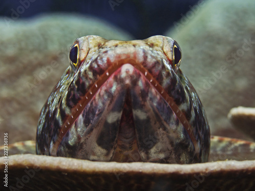 Redmarbled Lizardfish, Eidechsenfisch (Synodus rubromarmoratus) photo