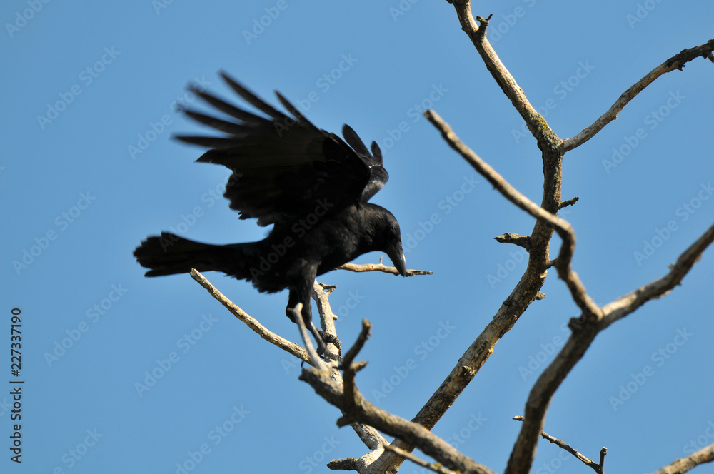 Obraz premium corbeau
