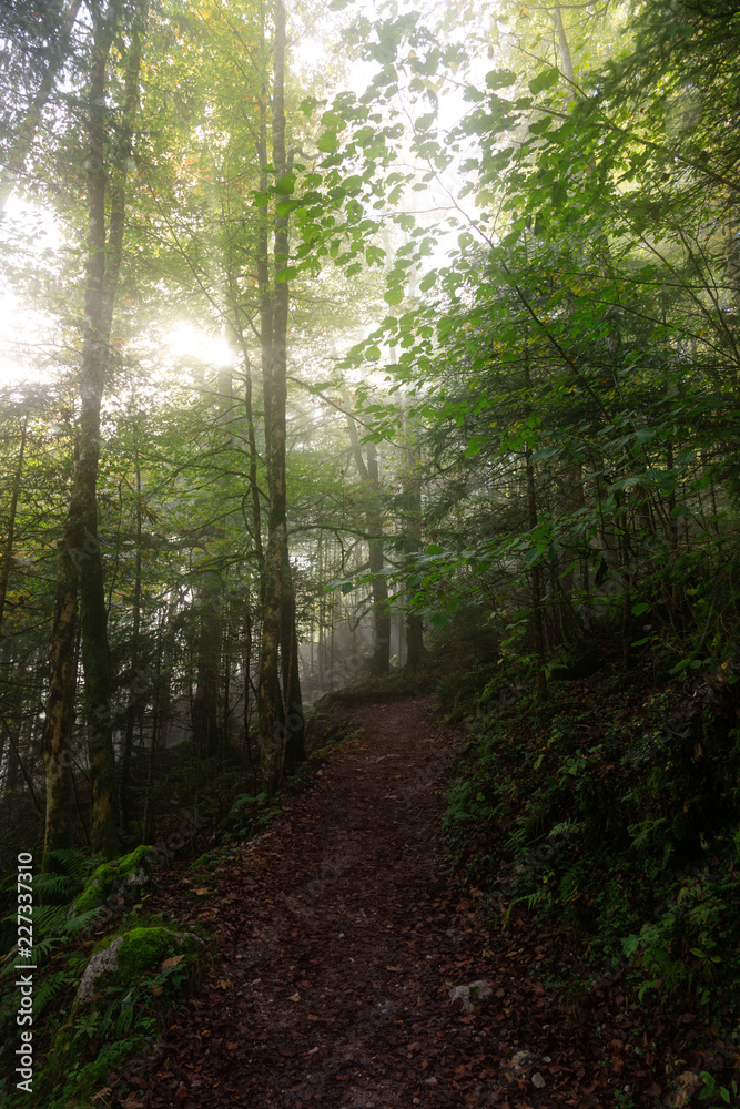 Fototapeta premium Promienie słoneczne w lesie jesienią