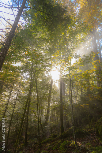 Sonenstrahlen im Wald bei Nebel
