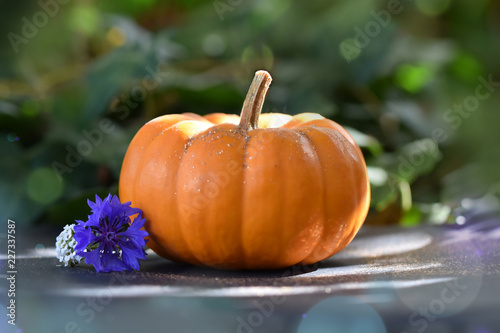 Magic Pumpkin photo