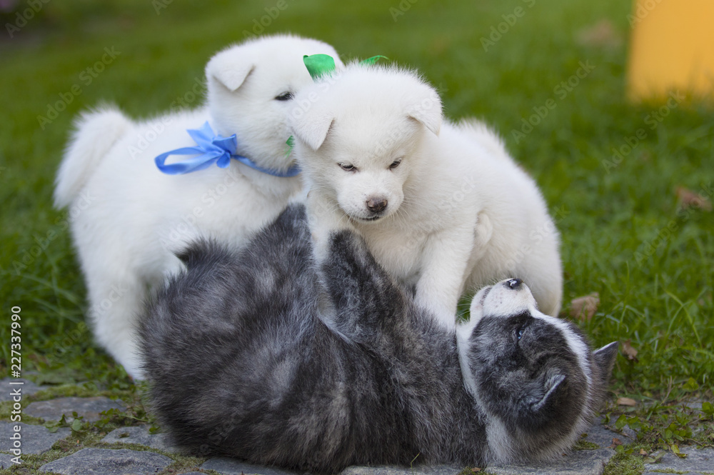 Akita Inu puppies are played in the garden