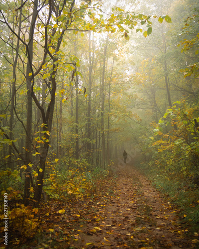 Misty trail in early fall