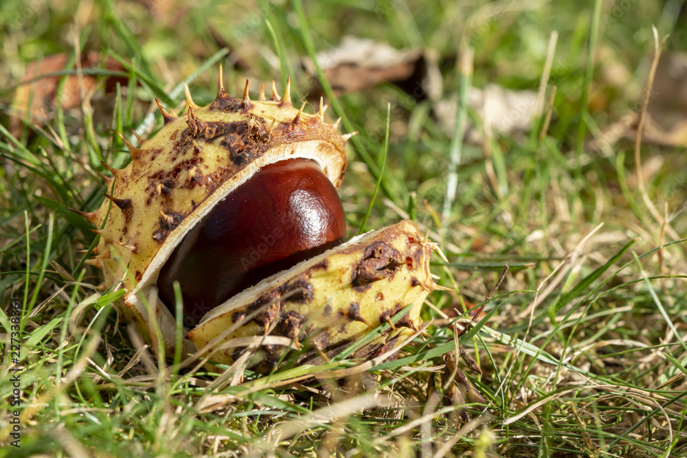 Chestnut (Aesculus Hippocastanum) lying between grass at an autumn and sunny day Chestnut (Aesculus Hippocastanum) lying between grass at an autumn and sunny day