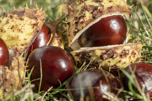 Chestnuts (Aesculus Hippocastanum) lying between grass at an autumn and sunny day