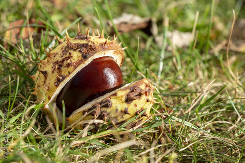 Chestnut (Aesculus Hippocastanum) lying between grass at an autumn and sunny day