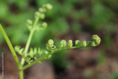 Close up of young plants growing in the spring time © Kathryn