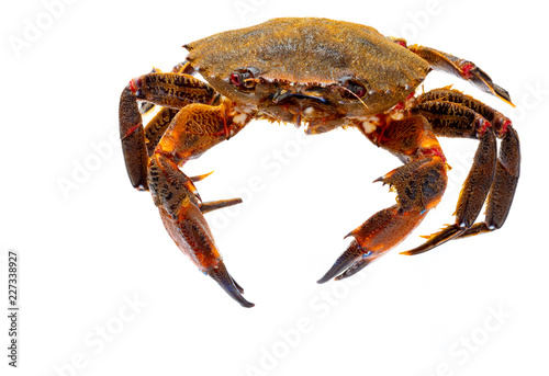 Galician Necoras (from Galicia) in movement. Delicious seafood from the Bay of Biscay and Atlantic. Fresh and alive crabs isolated on white background.
