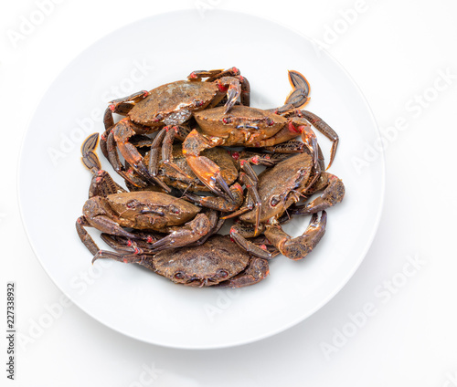 Necoras gallegas (from Galicia). Delicious seafood from the Bay of Biscay and Atlantic. Fresh and alive crabs isolated on white background. photo