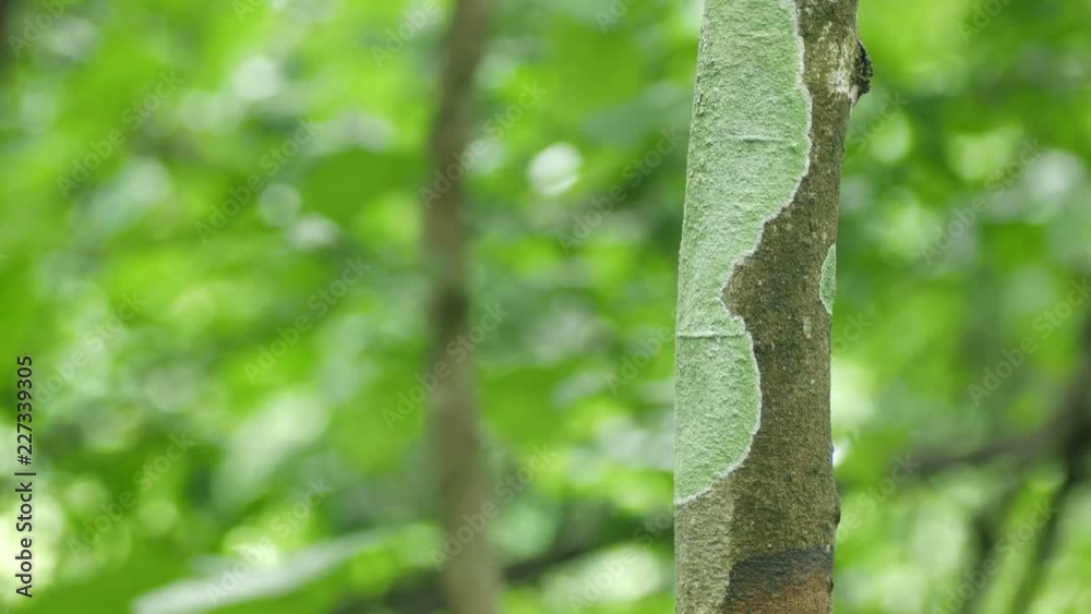 crustose lichen on the tree stem with the shaking background in tropical forest crustose lichen on the tree stem with the shaking background in tropical forest