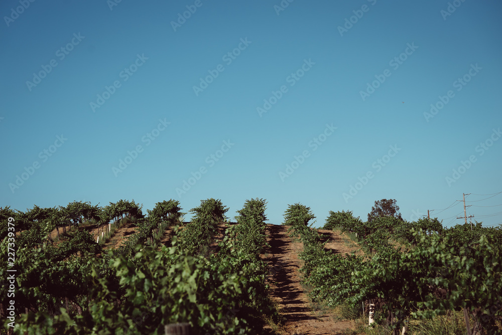 Fototapeta premium Vineyard in Wine Country