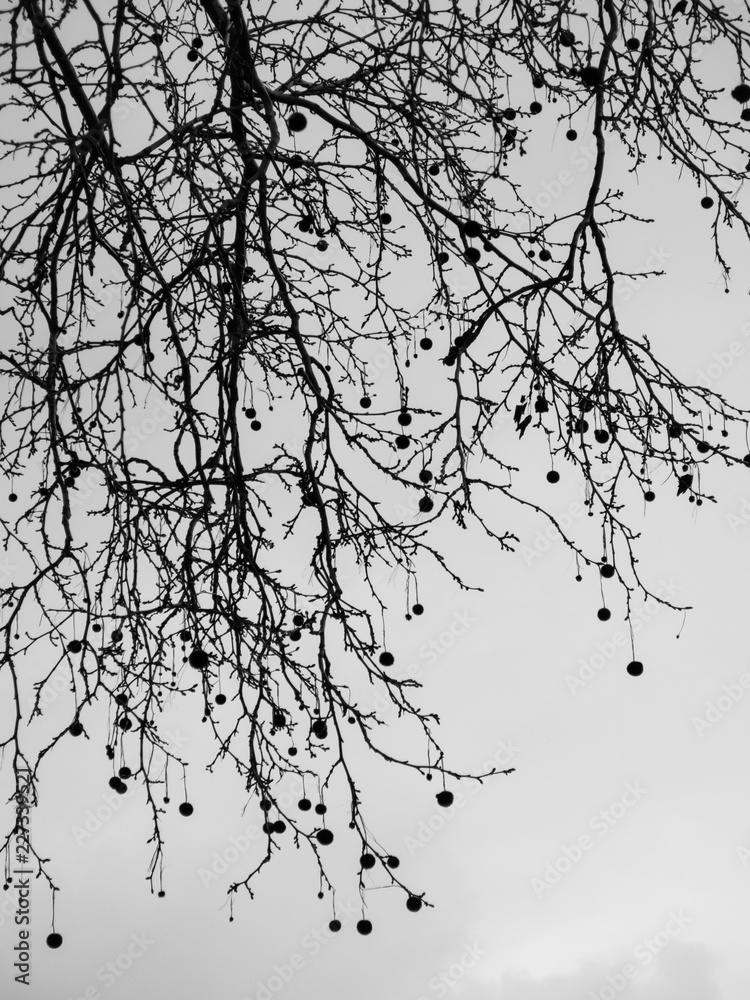 Fototapeta premium Waiting for spring