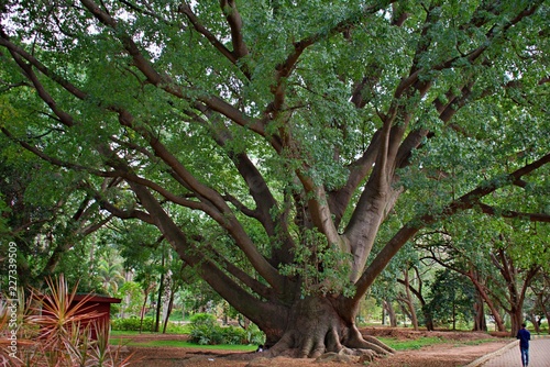Canvas Print BEAUTIFUL TREES IN LALBAGH