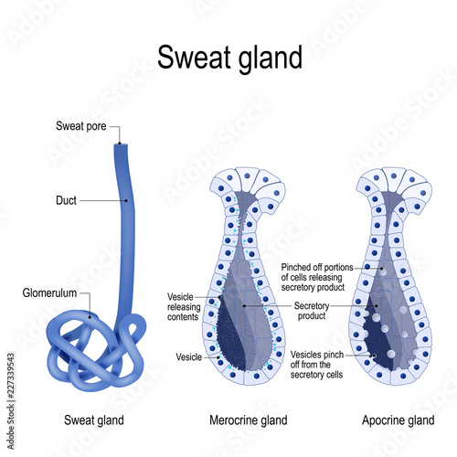 sweat gland. cross-section