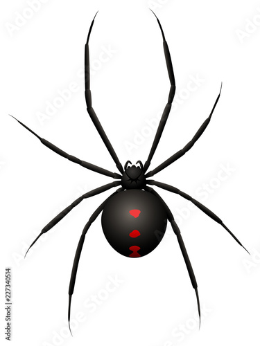 Vector illustration of a black widow spider.