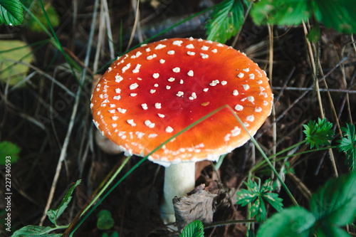 One fly agaric, poisonous mushroom grow on the ground in the autumn season