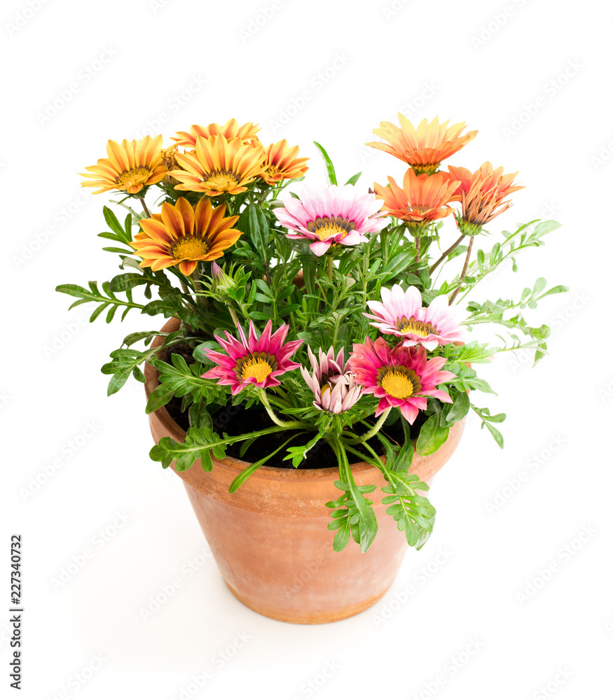 Colorful Gazania plants in the flowerpot isolated on white Colorful Gazania plants in the flowerpot isolated on white