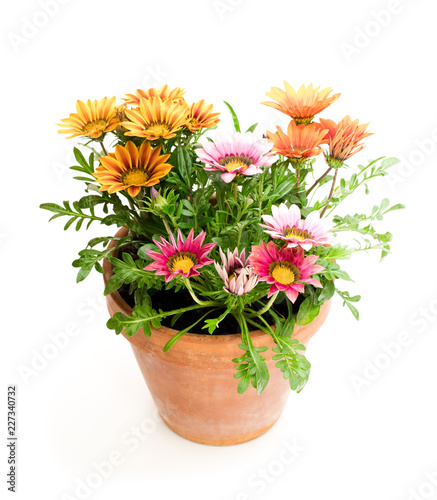 Wallpaper Mural Colorful  Gazania plants in the flowerpot isolated on white Torontodigital.ca