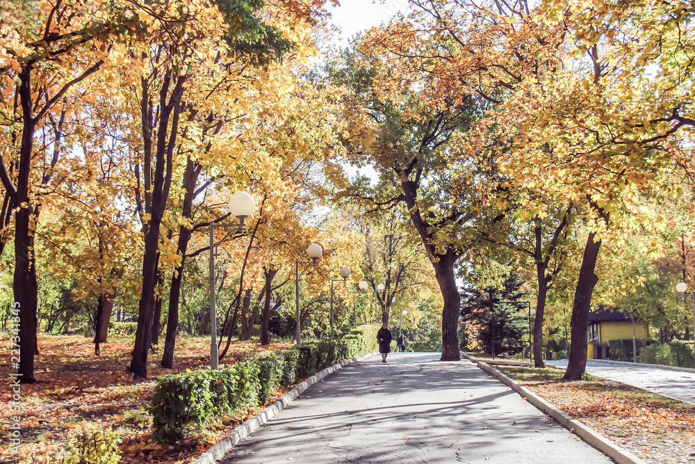 Naklejka premium Autumn fall in park with colorful folliage