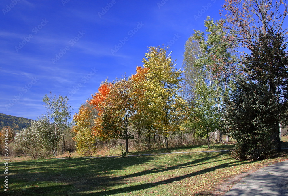 Colorful landscape with autumnal park, trees, foliage, field, bushes, intensively blue clear sky