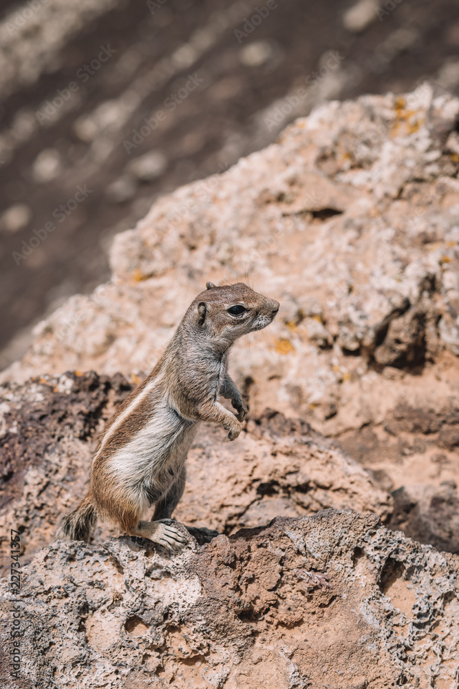 squirrels in canary islands squirrels in canary islands
