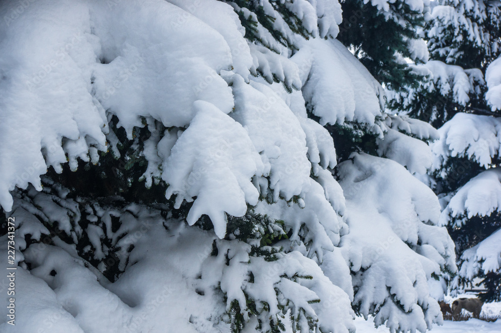 Green fluffy fir tree branch in the snow Green fluffy fir tree branch in the snow