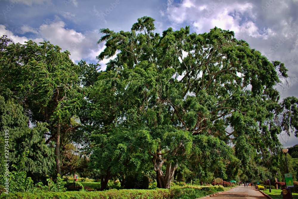 BEAUTIFUL TREES IN LALBAGH