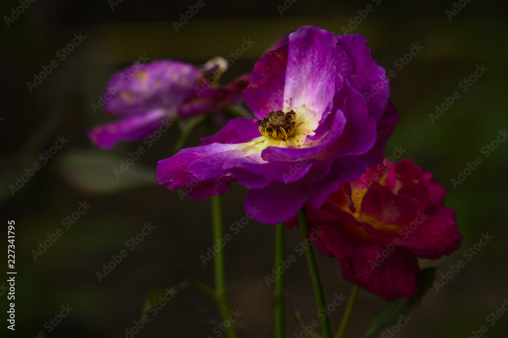 Late season purple rose