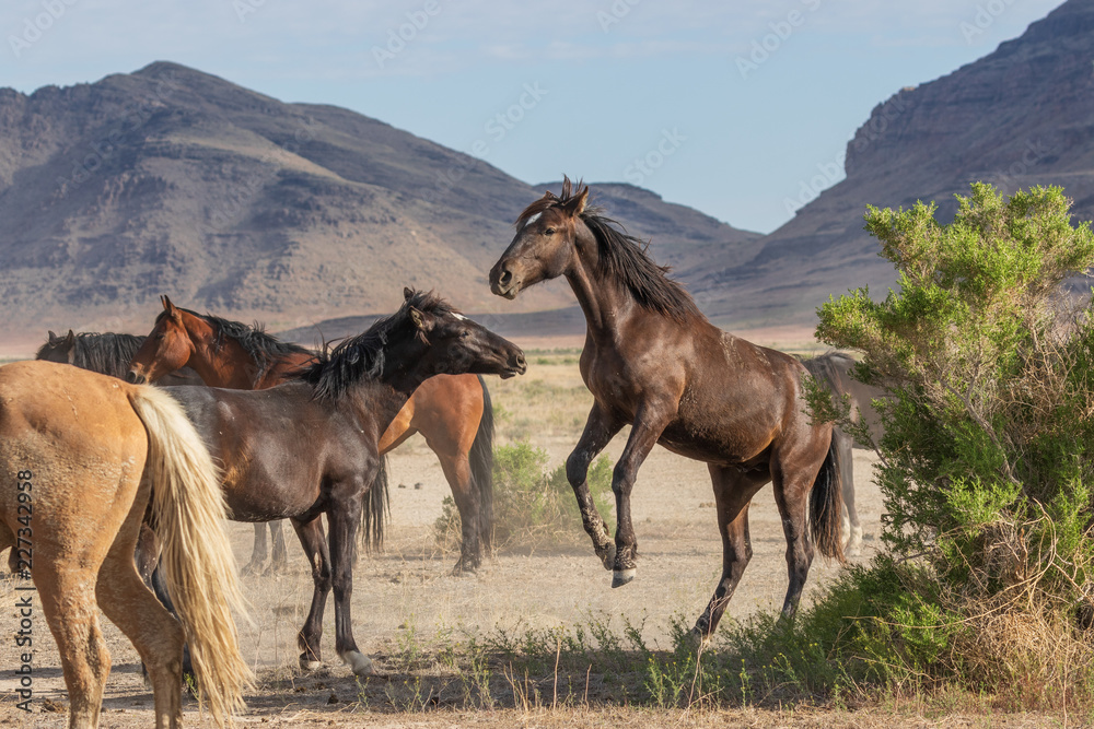 Obraz premium Wild Horse Stallions Fighting in the Utah desert