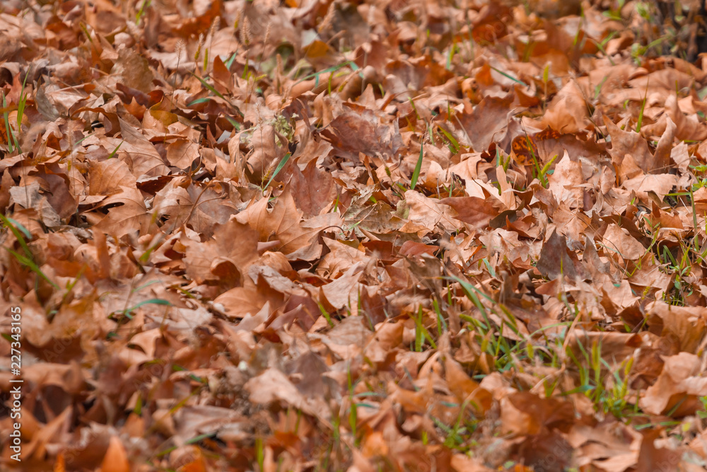 Large fallen Sycamore tree leaves on grass meadow in autumn Large fallen Sycamore tree leaves on grass meadow in autumn