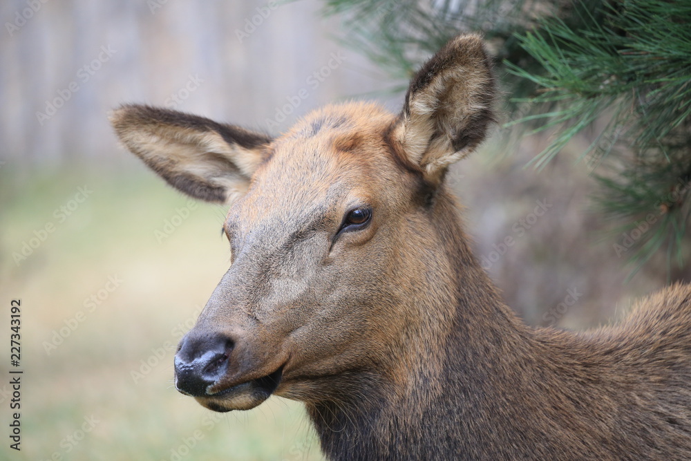 female elk 