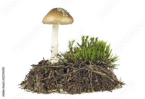 Brown mushroom with green moss isolated on white background
