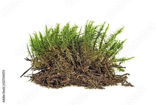 Piece of green moss on white background