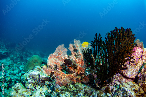 Underwater coral reef fish shoal world landscape