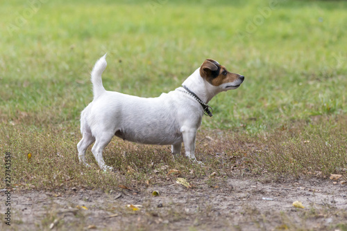 Jack russell terrier stands on grass in a park in autumn