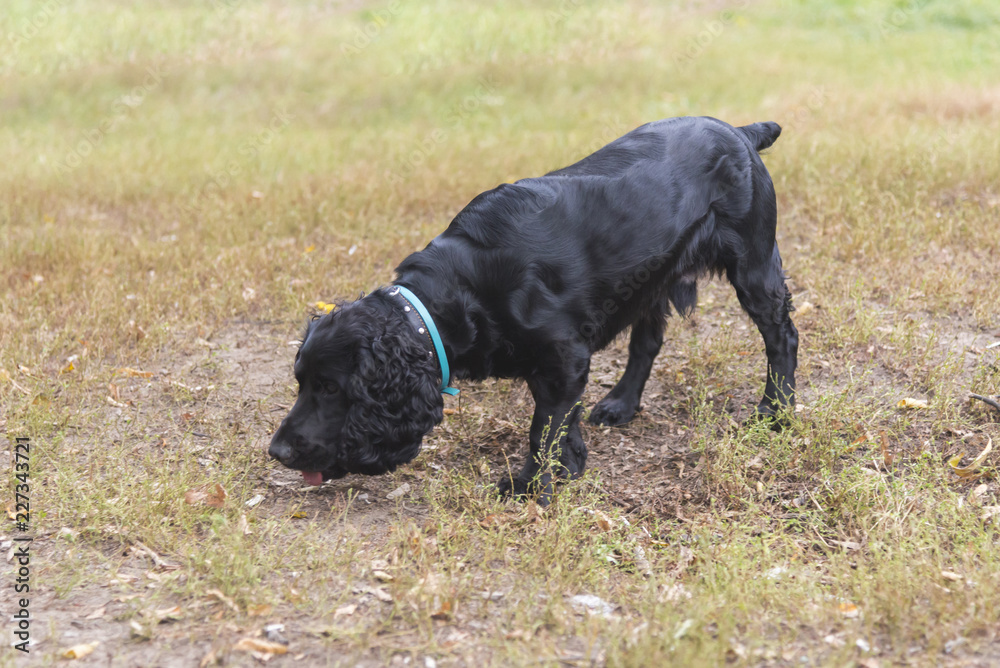 Cocker terrier stands on grass in a park in autumn Cocker terrier stands on grass in a park in autumn