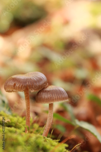 Um belo par de cogumelos photo