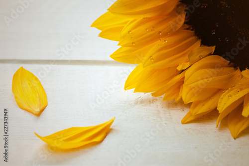 Fototapeta Naklejka Na Ścianę i Meble -  Natural sunflower background.