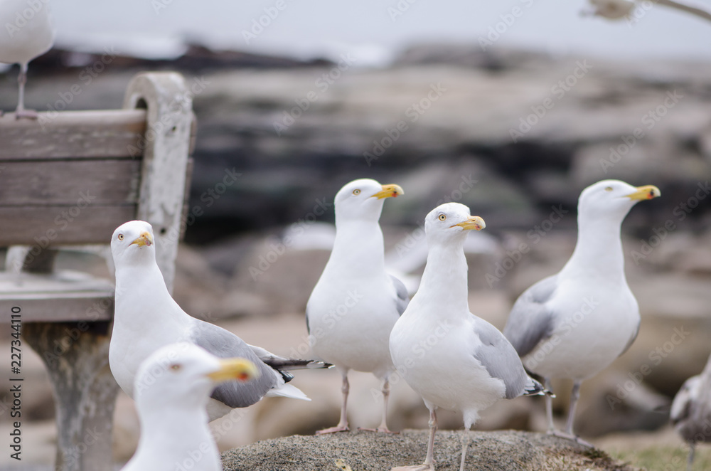 Flocks of seagulls fight and squawk over food near the Atlantic Ocean on the coast of Maine Flocks of seagulls fight and squawk over food near the Atlantic Ocean on the coast of Maine