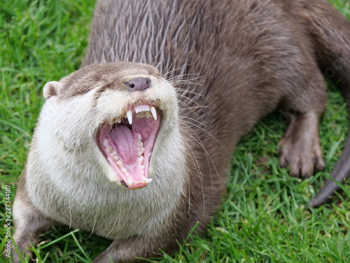 Otter zeigt die Zähne