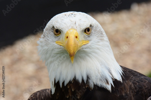 Bald eagle (haliaeetus leucocephalus) looking at the camera